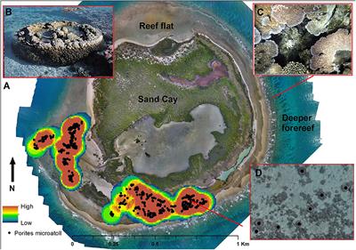 What Can Artificial Intelligence Offer Coral Reef Managers?